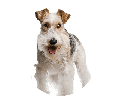 Foxterrier rond