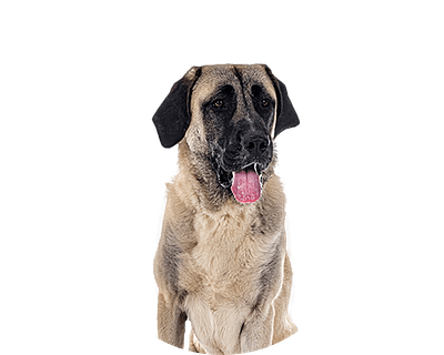 Kangal Ovaal groot