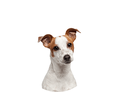 Jack Russell Rond 1