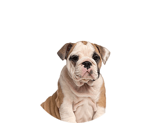 Old english bulldog pup rond