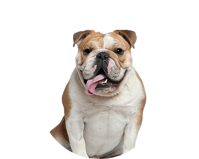 Old english bulldog rond