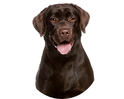 Labrador Retriever Rond 1