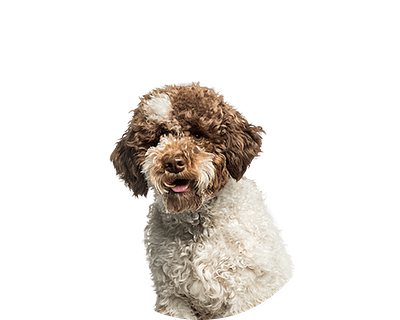 Lagotto Romagnolo pups te koop