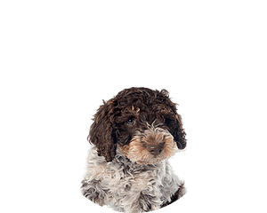 Lagotto Romangnolo pups te kop