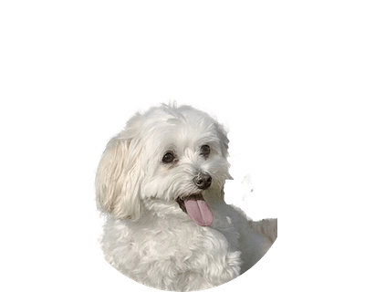 Maltipoo Rond 1