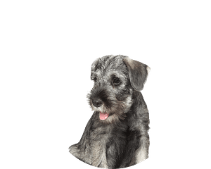 Middenslag Schnauzer pup