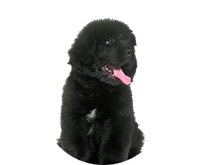 Newfoundlander pup rond