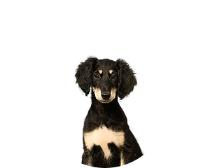 Saluki pup rond