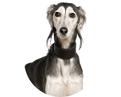 Saluki rond