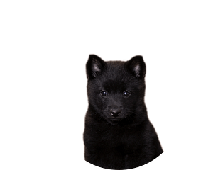 Schipperke pup