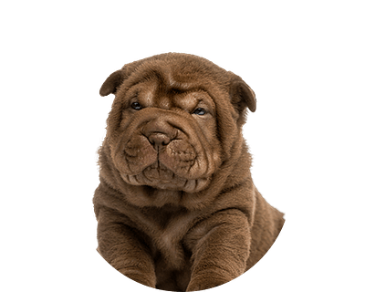 Shar pei pup rond