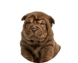 Shar pei pup rond