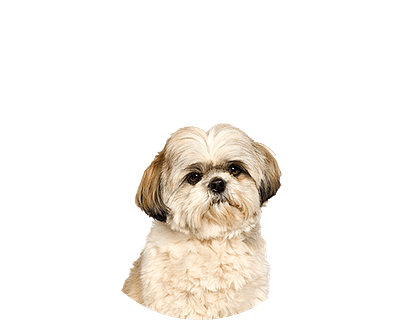 Shih Tzu kopen