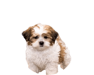 Shipoo pup rond