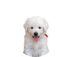 Slovenský Cuvac pup rond