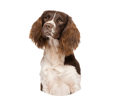 Springer spaniel rond