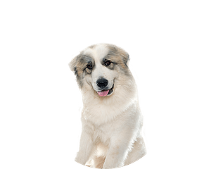 Pyrenese berghond pup rond