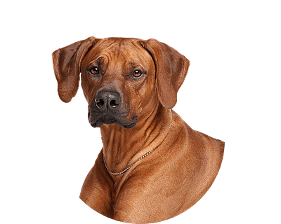 Rhodesian Ridgeback pups te koop