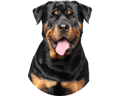 Rottweiler Rond 1