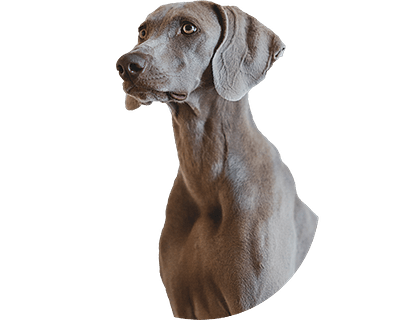 Weimaraner Rond