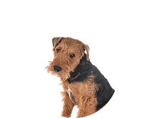 Welsh terrier pup rond