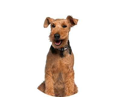 Welsh terrier rond