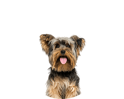 Yorkshire Terrier rond