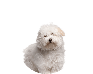 Coton de tulear pup rond