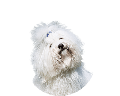 Coton de tulear rond