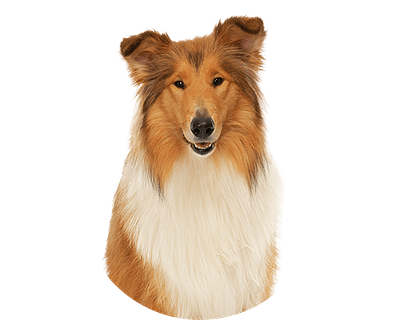 Collie rond