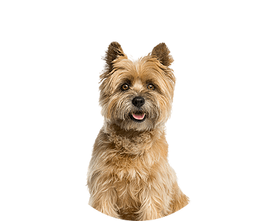 Cairn terrier rond