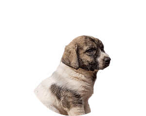 Cao de gado transmontano pup rond