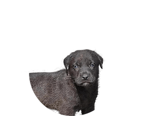 Cao de laboreiro pup rond