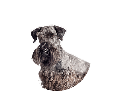 Cesky terrier rond