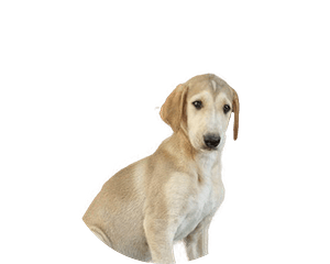Chart polski pup rond