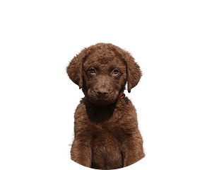 Chesapeake bay retriever pup rond