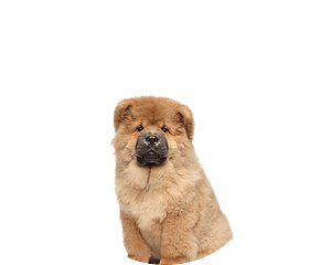 Chow chow pup rond