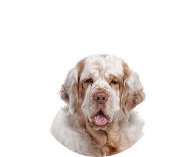 Clumber spaniel pup