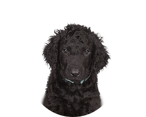 Curly coated retriever pup rond