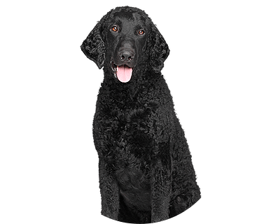 Curly coated retriever rond
