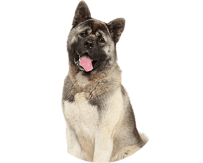 American akita rond