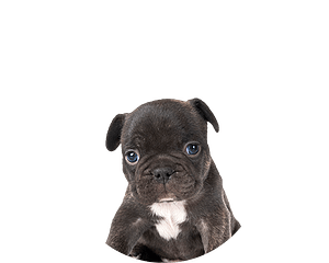 American bully pup rond