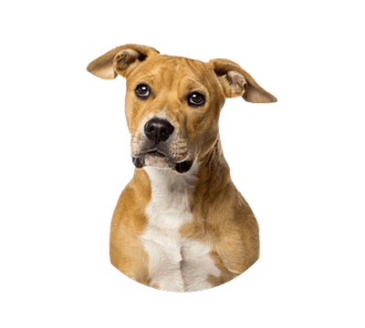 American staffordshire terrier pups te koop