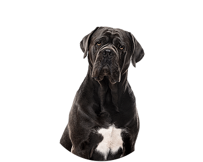 Cane Corso pups te koop