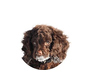 Amerikaanse waterspaniel pup rond