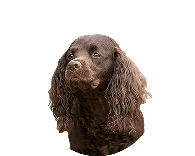 Amerikaanse waterspaniel rond