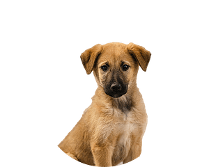 Anatolische herder pup rond