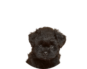 Affenpinscher pup rond