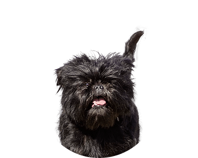 Affenpinscher rond