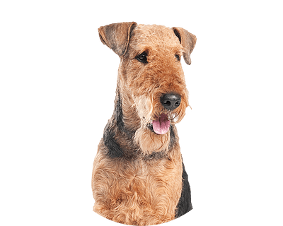 Airedale terrier rond
